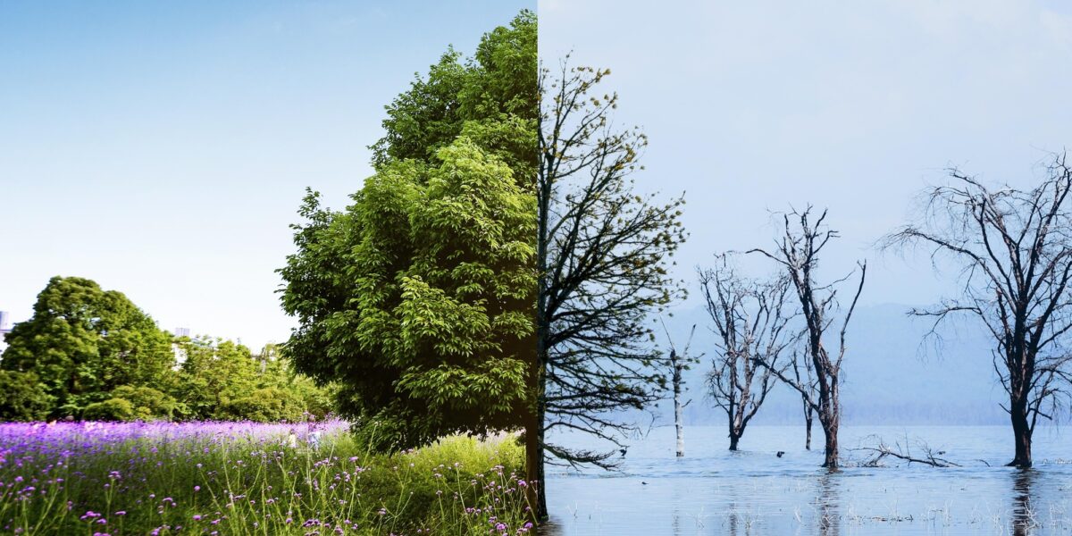 Fotocollage mit zwei Waldbildern nebeneinander. Das linke Bild zeit einen grünen Wald mit Wiese. Das rechte Bild zeigt eine wasserüberflutete Fläche mit kahlen Bäumen.